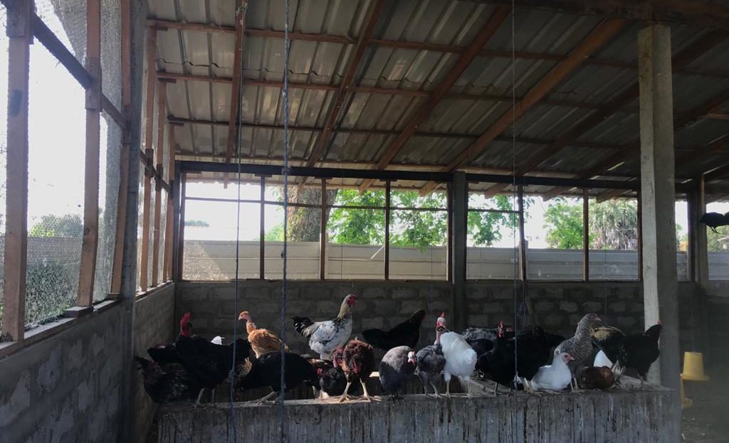 Beautiful and properly maintained earning Poultry Farm for Sale in