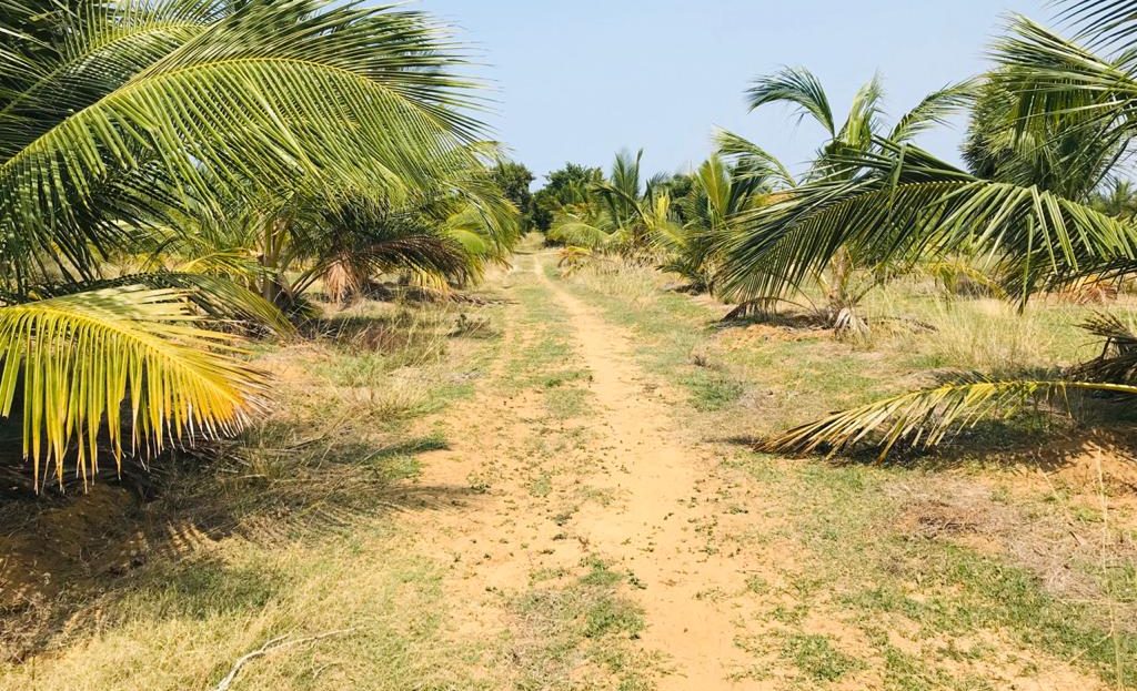 Land for sale in Palai Re/Max North Realty Jaffna Real estate, Re
