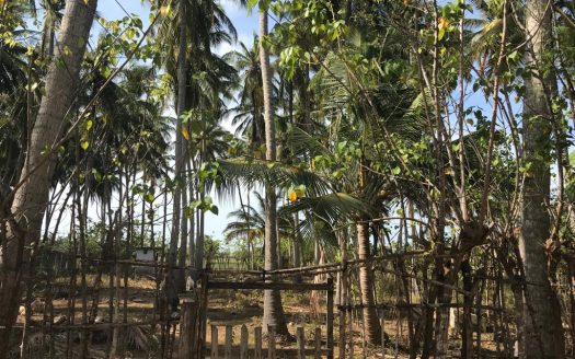 Land for Sale in Vadaliyadaippu, Siththankeny