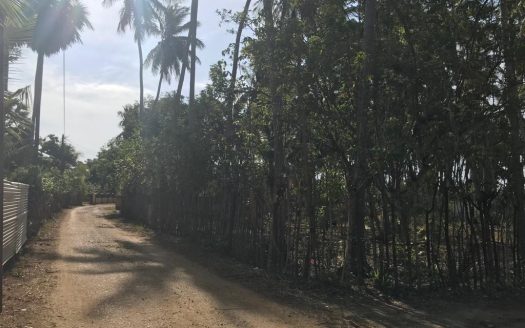 Land for Sale in Vadaliyadaippu, Siththankeny