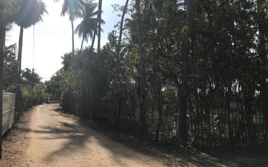 Land for Sale in Vadaliyadaippu, Siththankeny