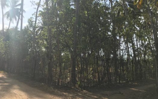 Land for Sale in Vadaliyadaippu, Siththankeny