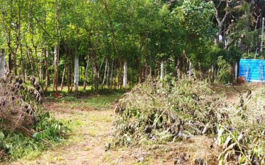 Land for Sale in Thellipalai