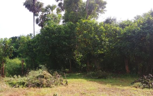 Land for Sale in Thellipalai
