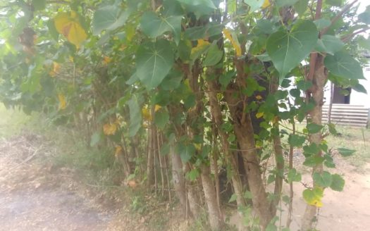 One Acre Land for sale in Kanakapuram, Kilinochchi.