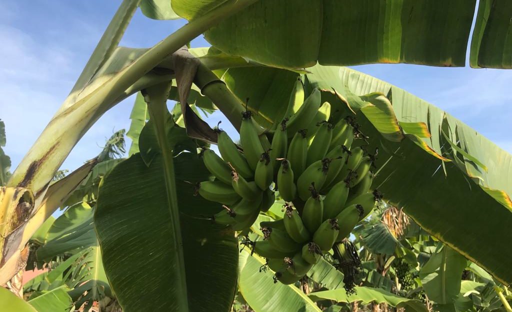 Beautiful and properly maintained earning Poultry Farm for