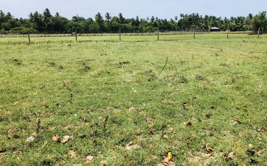Land for sale in Nayanmarkattu, Nallur.