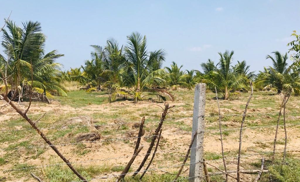 Land for sale in Palai – Re/Max North Realty | Jaffna Real estate, Re ...