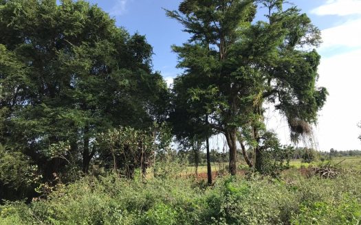 Road facing Land for sale in Thellipalai ( Thellipalai to Pandatharipu)