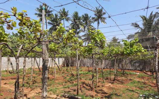 Land for sale in Urumpirai