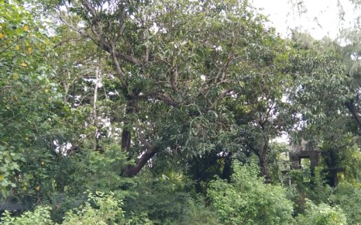 Land for sale in Chavakachcheri