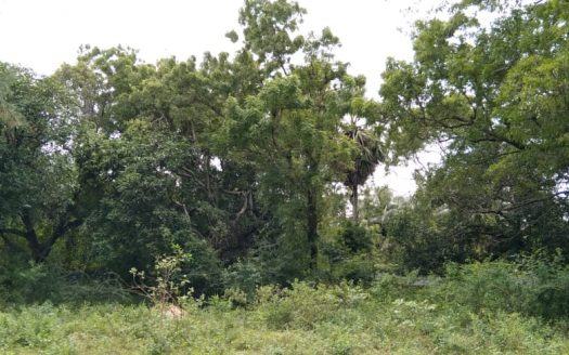 Land for sale in Chavakachcheri