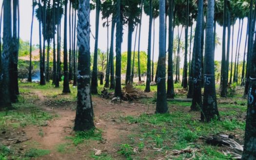 Land for sale in Alaveddy with Palmayrah trees