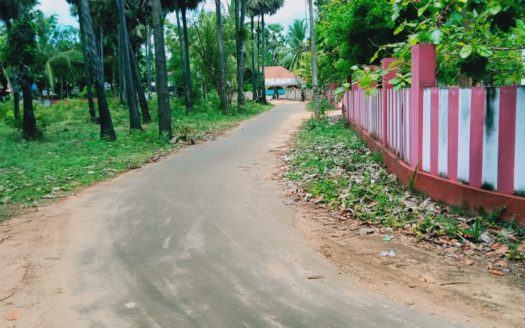 Land for sale in Alaveddy with Palmayrah trees
