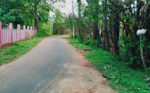 Land for sale in Alaveddy with Palmayrah trees