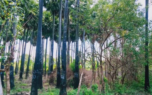Land for sale in Alaveddy with Palmayrah trees