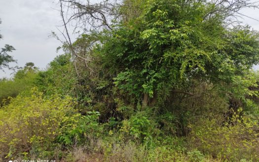 Land for sale in Vithahapuram, Thellipalai.