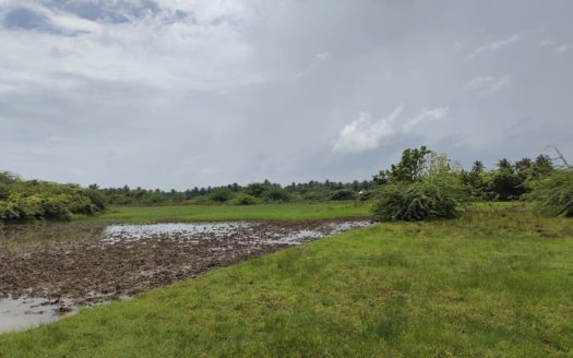 Field land for Sale in Kopay.
