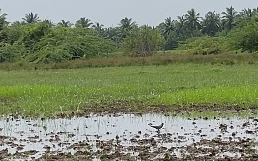 Field land for Sale in Kopay.