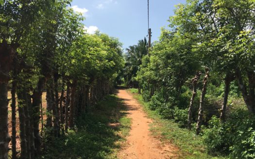 Land for sale in Ilavalai.