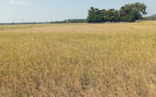 Field land for Sale in Kalviyankadu