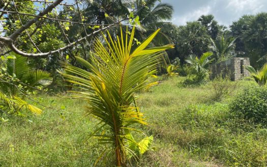 Land for sale in Eluthumaduval North