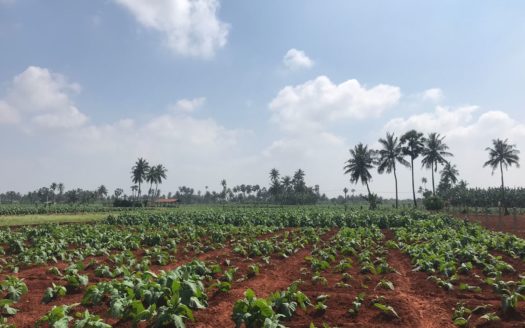 House and land for sale with commercial building at Punnalaikattuvan, Evinai Road.
