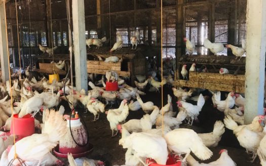 Poultry farm with old house for sale in Uduvil