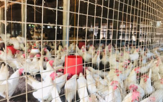 Poultry farm with old house for sale in Uduvil