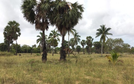 Land for sale in iyakkchchi.