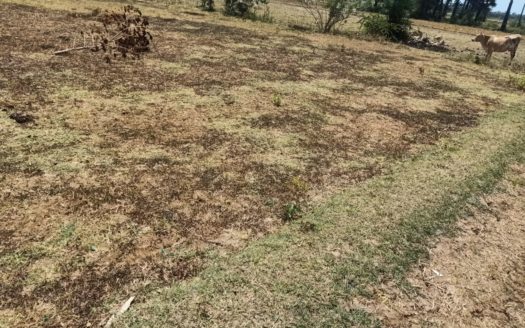 Land for sale in Keerimalai Road, Pandattarippu