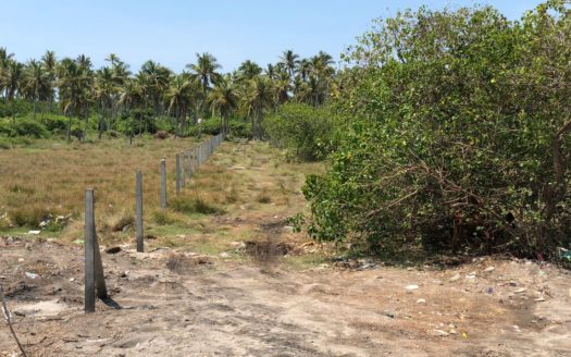 Coconut Estate for Sale in Kakkaithevu