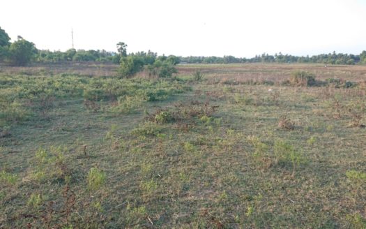 Field land for sale in Point Pedro