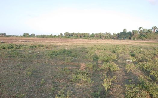 Field land for sale in Point Pedro