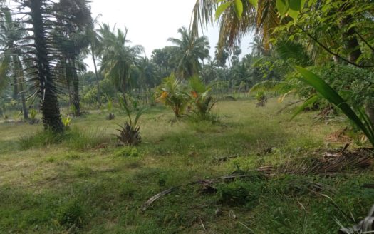 Coconut estate land for sale in Kodikamam
