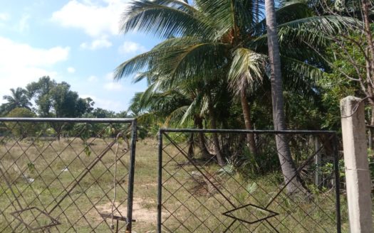 Coconut estate land for sale in Kodikamam