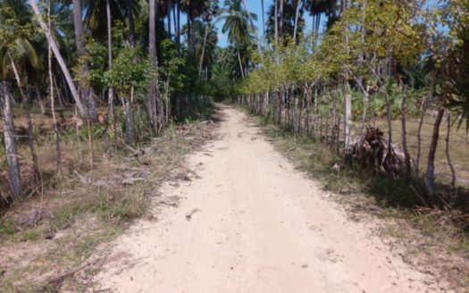 Coconut estate land for sale in Kodikamam