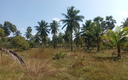 Coconut estate land for sale in Kodikamam