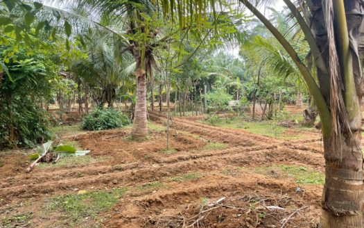 Land for sale in Chunnakam 100 meters from KKS road