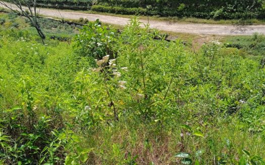 Land for sale in Hatton