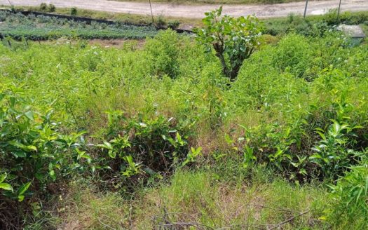 Land for sale in Hatton