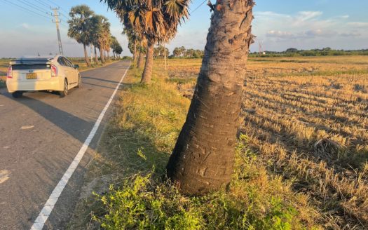 Land for sale in Chemmani
