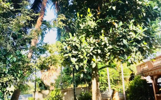 House for sale in Thellipalai
