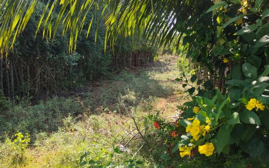 Road facing land for sale in Thaiyiddy