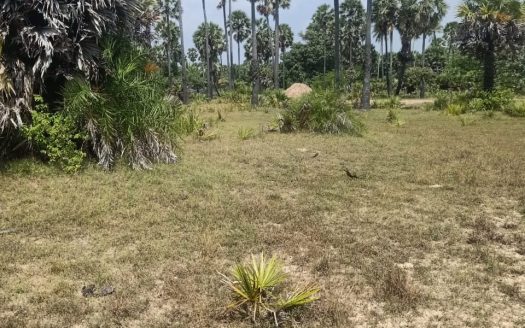 Land for sale in Allaipitti