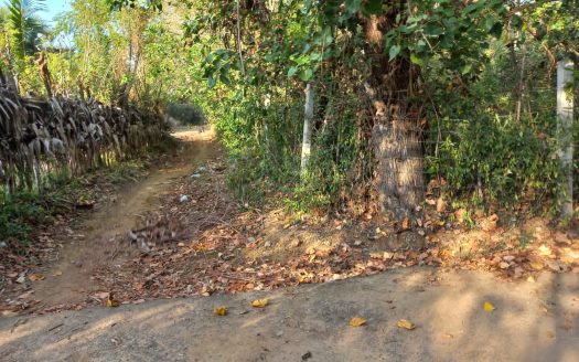 Land for Sale in Utravavaththai Puloli North East near Pallappi Ground (Velayutham Maha Vidyalayam Ground) in Pointpedro