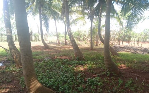 Land for sale in Achechlu North Neerveli.