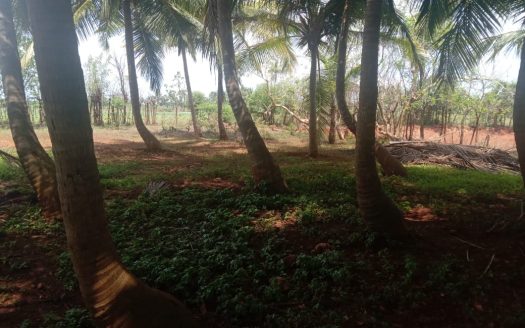 Land for sale in Achechlu North Neerveli.