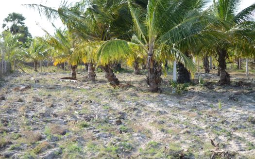 Land for sale in Thanankilappu