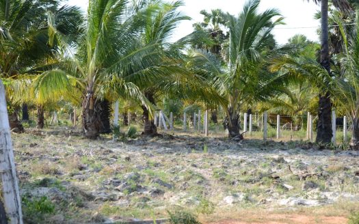 Land for sale in Thanankilappu